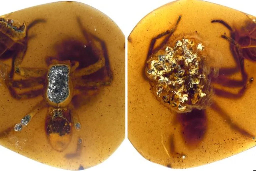 In one piece of fossilized amber, a female spider was astonishingly preserved, clutching an egg sac filled with spiderling embryos nearly ready to hatch