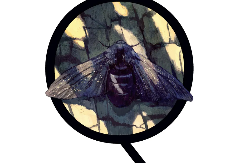 moth illustration