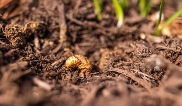 This 17-year Brood X cicada nymph is one step away from adulthood. After emerging from the dirt, cicadas typically crawl up the base of a tree to complete their final molt, expand their wings and fly away.