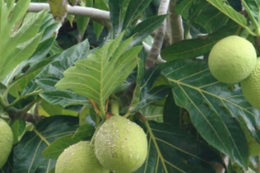 Starchy staple of the tropics, the breadfruit is often fried or baked and eaten like potatoes.