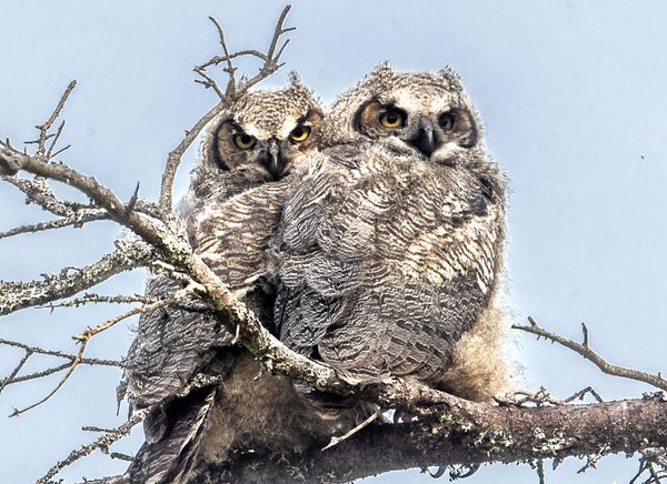 A pair of Great Horned Owlets thumbnail