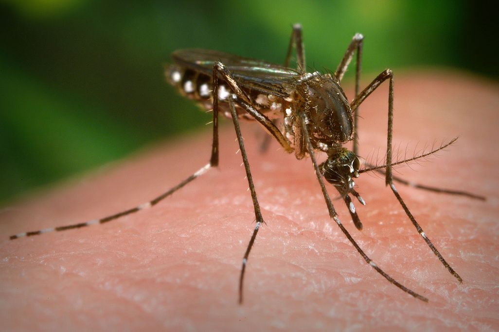Mosquito on Human Skin