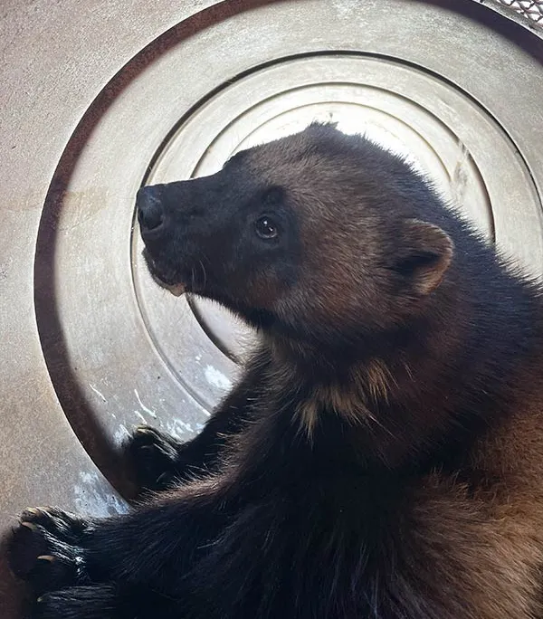 A wolverine in a trap