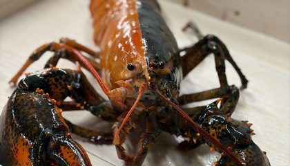 See the 1-in-50-Million Split-Color Lobster Caught Off the Coast of Massachusetts. It's Carrying Two Sets of Genetic Information