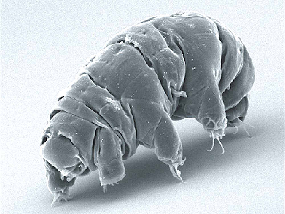 tardigrade.png