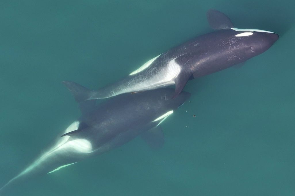 Two whales "allokelping" with a kelp stem between them.