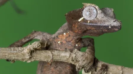 The Leaf-tailed Gecko