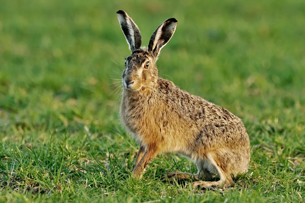 Hare