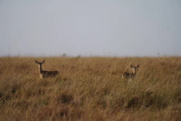 Watchers in the Grass thumbnail