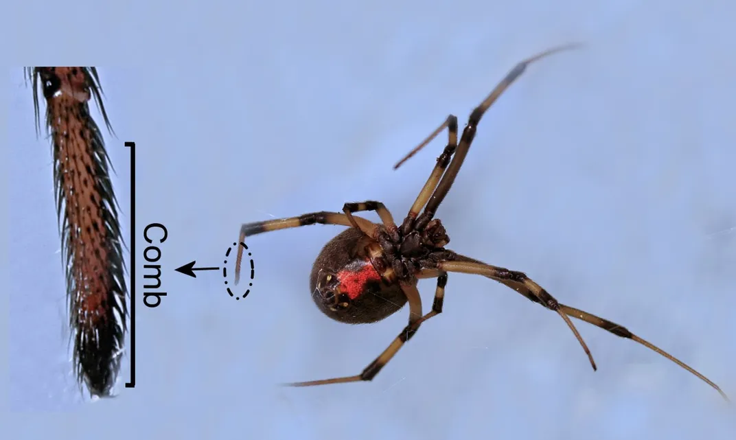 Black Widow Spider (Latrodectus) 