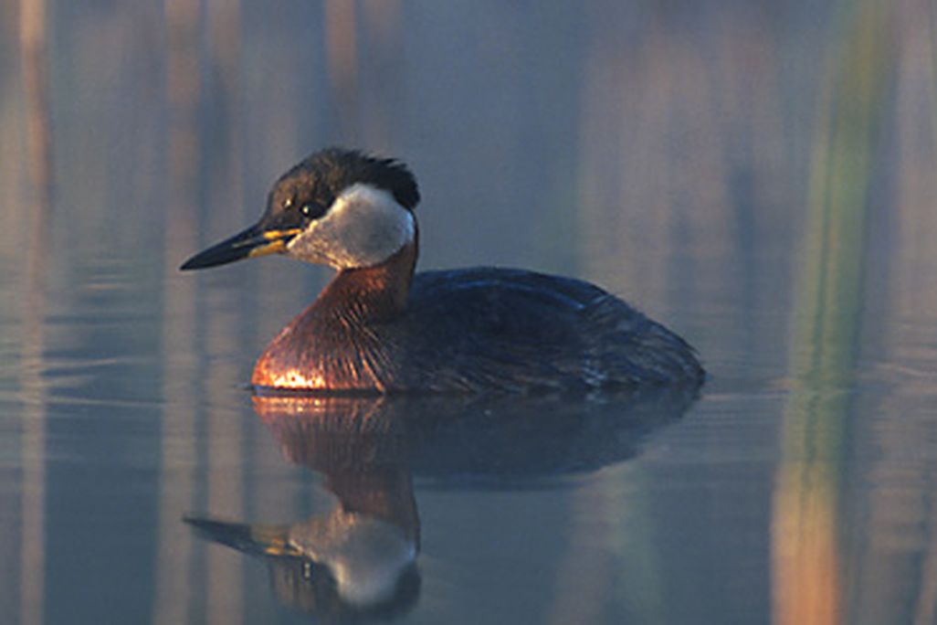 red-necked grebes 