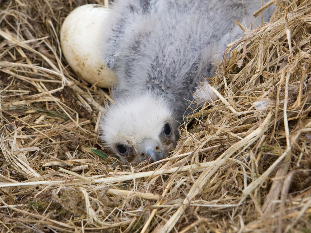 Baby Bald Eagles