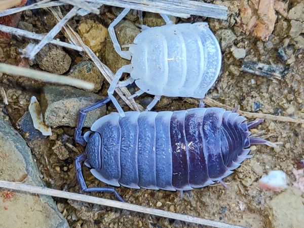 Isopod in two colours! thumbnail