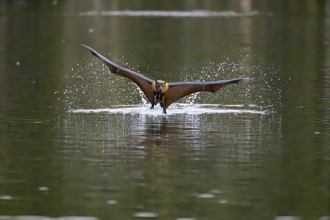 A gray headed flying fox flies over a river