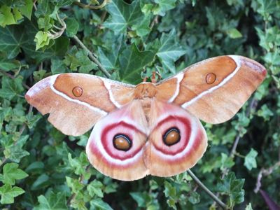 A new study has found that moths like the Antherina suraka, pictured here, may use their scales to avoid detection by bats. 