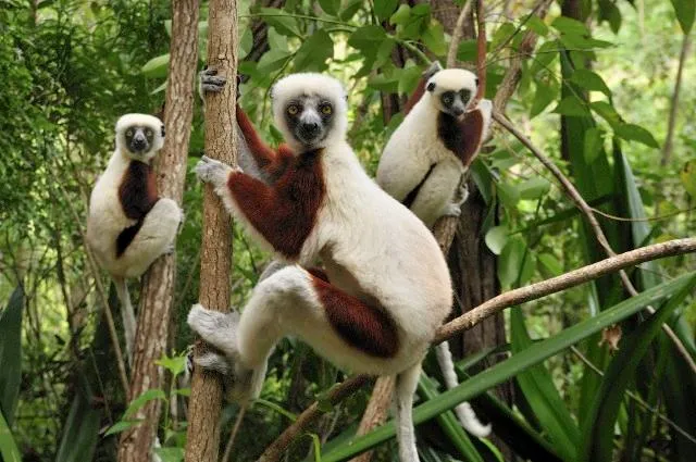 Coquerel's Sifaka