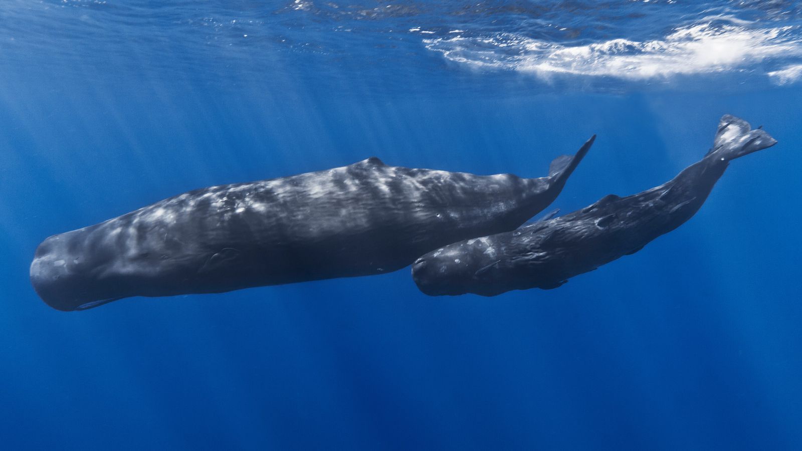 Sperm Whales Seem to Change Their Calls When Ships Are Near, Highlighting the Implications of Underwater Noise Pollution