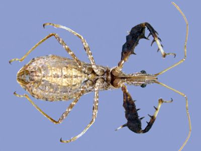 Get a good look at Sinea incognita, a newly recognized species of assassin bug.