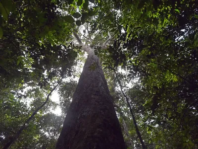 A view of an over 400-year-old tree on Barro Colorodo Island, on November 23, 2015