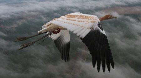 Each crane is tagged with a radio transmitter (shown on the bird’s left leg) to monitor its location.