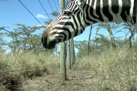 At the Mpala research facility in Kenya, scientists can use fences to exclude large animals, such as zebras, from ecosystems to study the effect of their absence. 