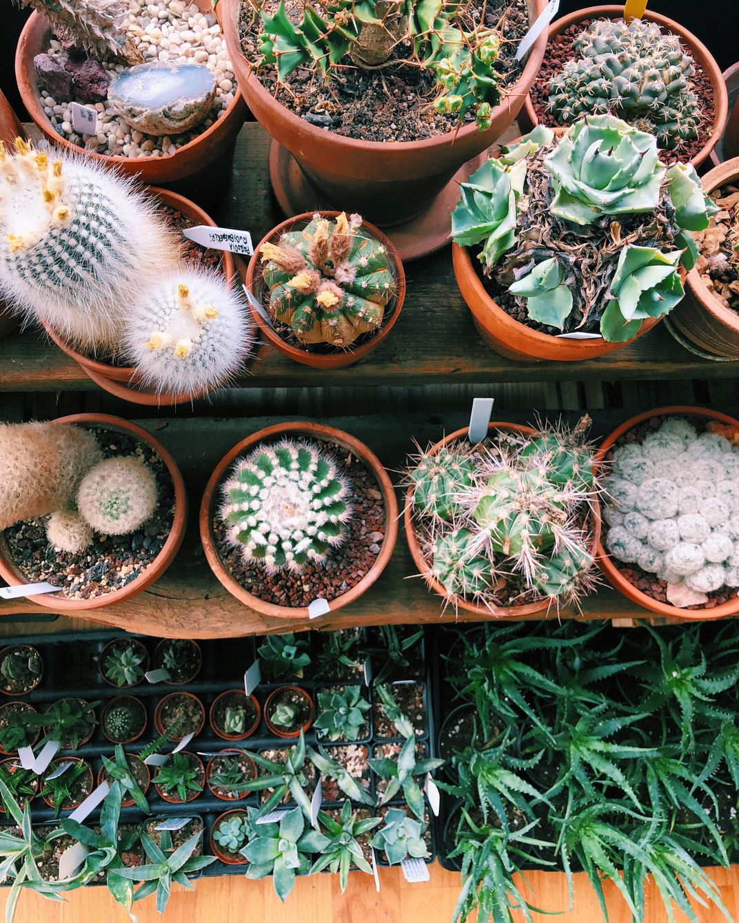 Cacti Chicago Plant Shop Smithsonian Photo Contest Smithsonian
