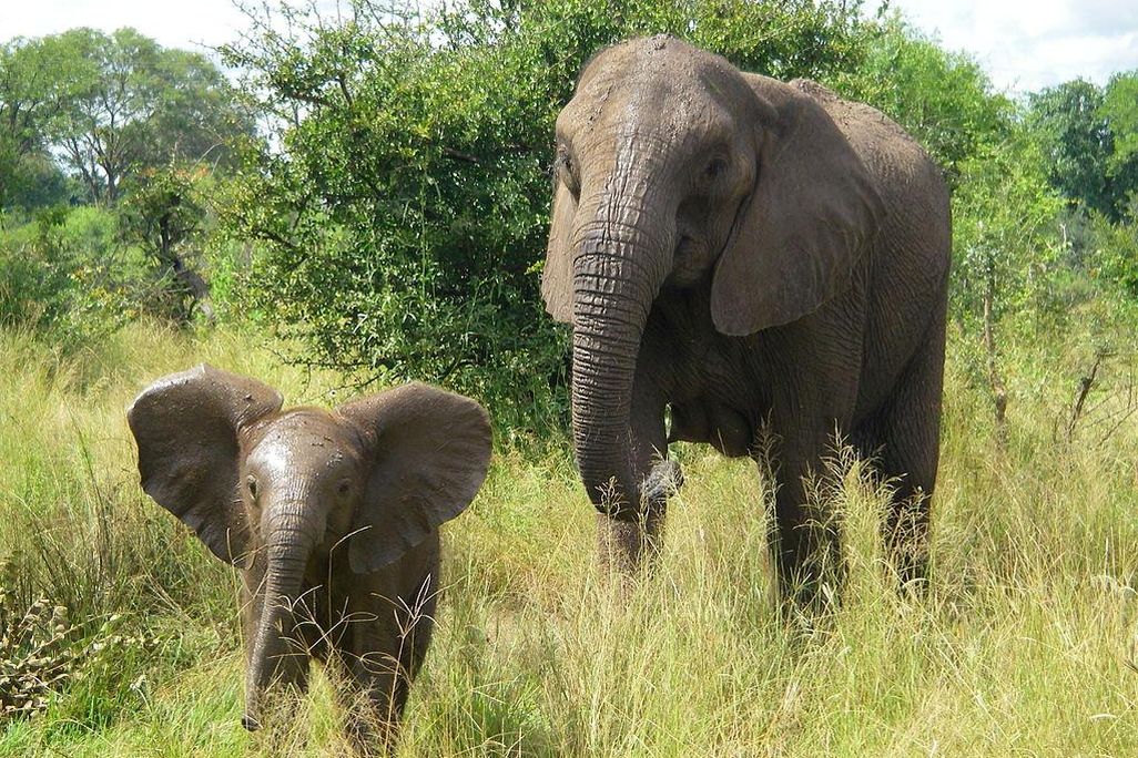 infant elephants