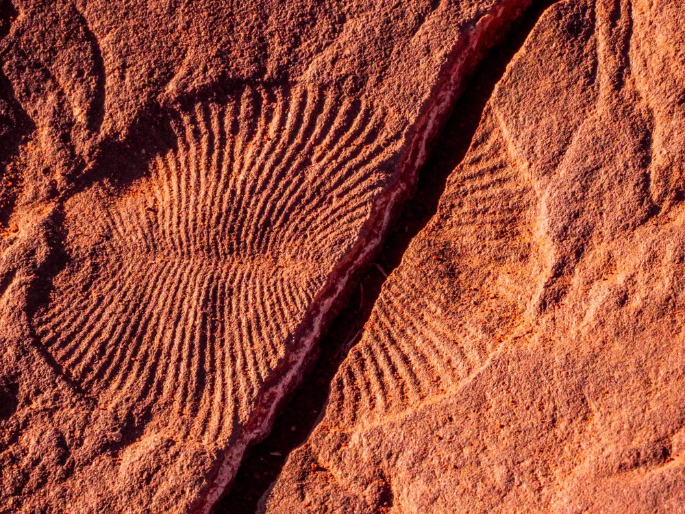 Fossil in red rock