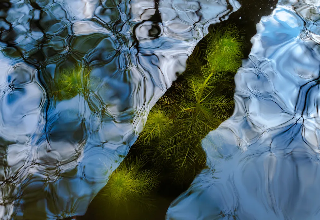 a shot downward at the surface of water, which appears very reflective and not clear, save for one shadowed strip where frilly green plants are visible