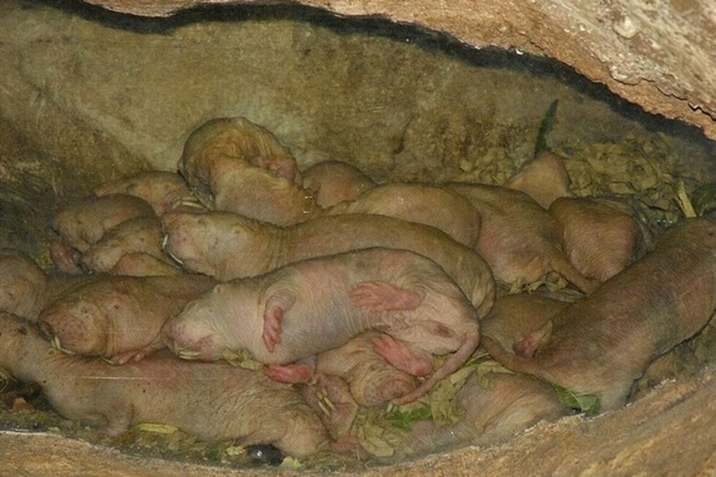 20121108065017mole-rats.jpg