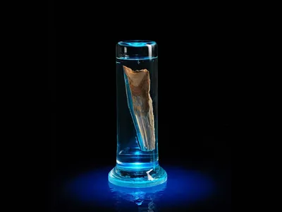 Like most innovations in science, the study of whale earwax—a.k.a. earplugs—as oceanic core samples came about by asking a question no one had thought to ask.