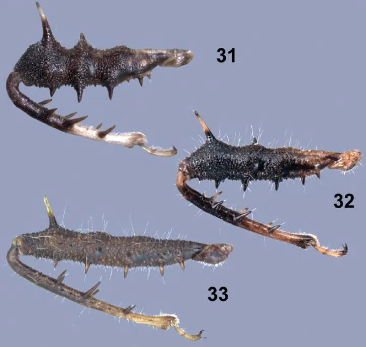 The leg of <em>S. incognita</em> (top) is bulkier than those of related species <em>S. complexa</em> (middle) and <em>S. integra</em> (bottom). Entomological Society of America