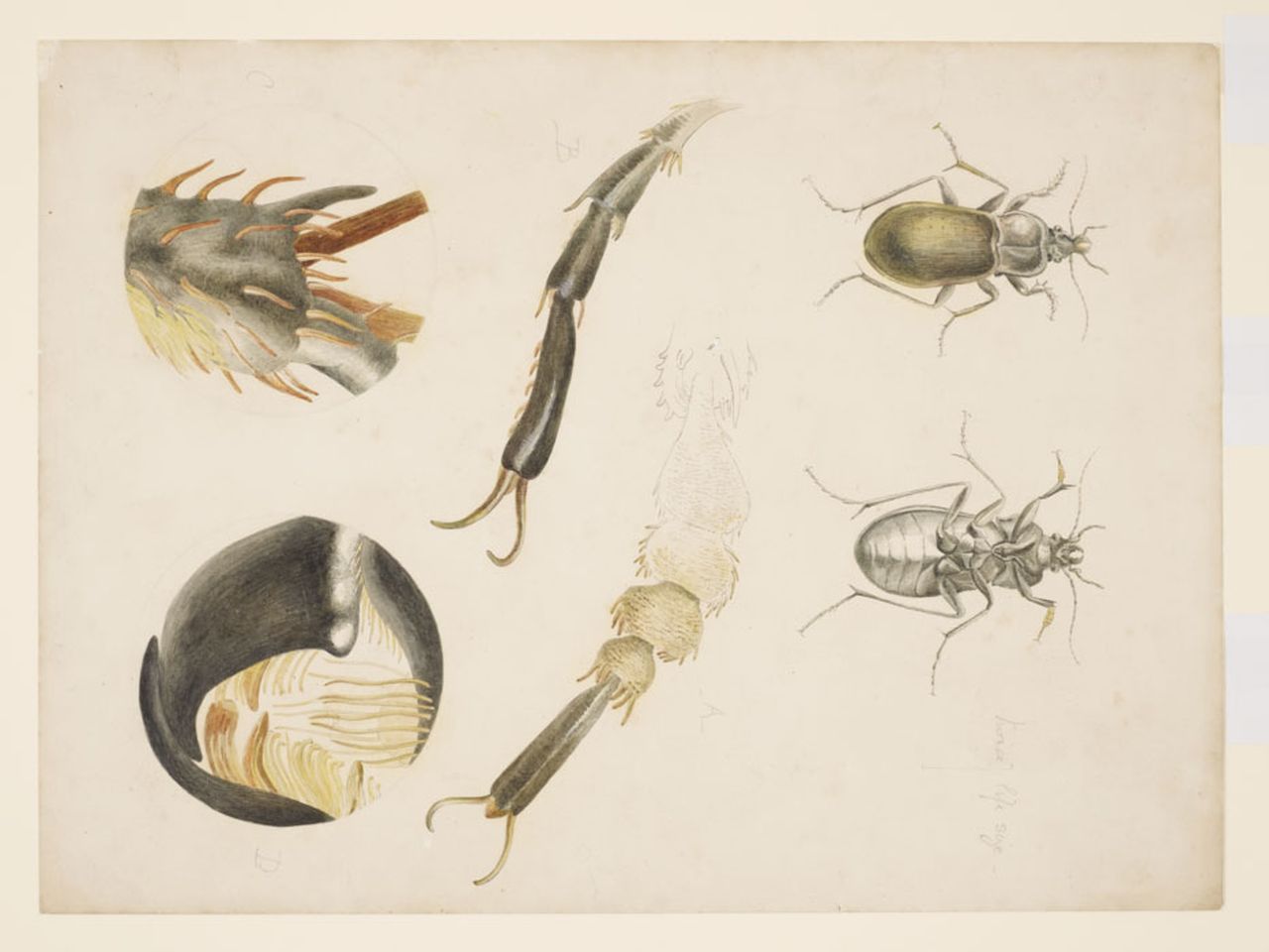 beatrix_potter.jpg