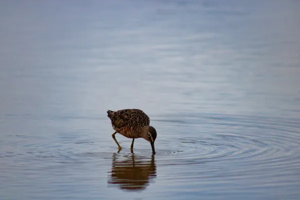 Sandpiper in Serene Waters thumbnail