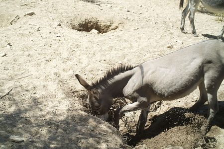 A donkey digging a well in the Sonoran Desert of Arizona.