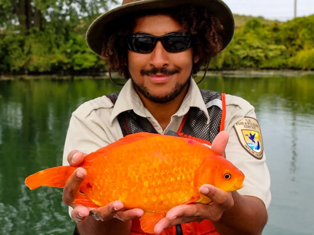 a person in a USFWS uniform holds a large goldfish with two hands in front of a river
