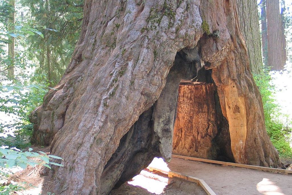 tree tunnel