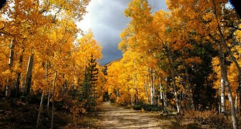 Aspen trees in Colorado