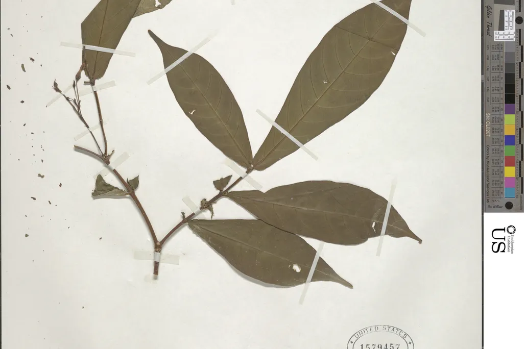 pressed leaves in a museum collection with notes