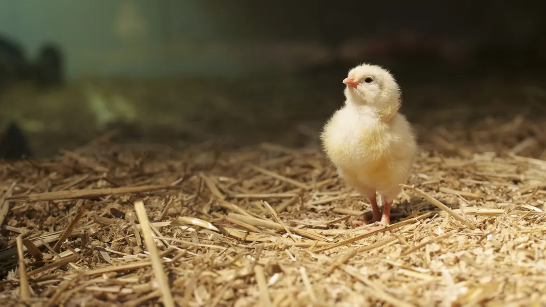 Farm Chick