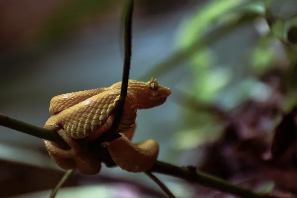 Yellow pit viper on a branch thumbnail