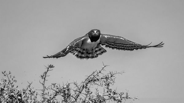 Black-chested snake-eagle in flight thumbnail