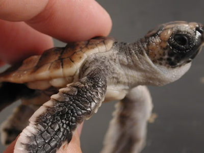 In captivity, baby loggerhead turtles do a little dance when they know food is coming.