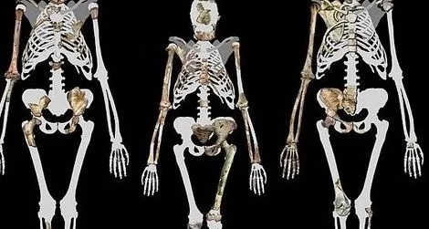 A trio of upright walkers: Lucy (middle) and Australopithecus sediba (left and right)
