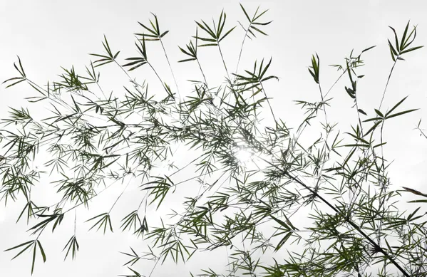 Look Up and Breathe thumbnail