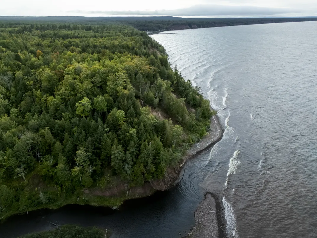 An overhead view of a forest meeting the edge of a body of water