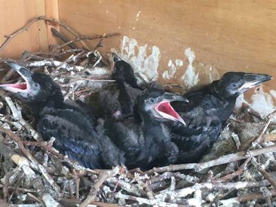 All four chicks are growing quickly, quadrupling in size from around 8 centimeters tall at birth to more than 30 centimeters last week