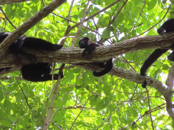 Baby howler monkey high up in Belizean jungle thumbnail