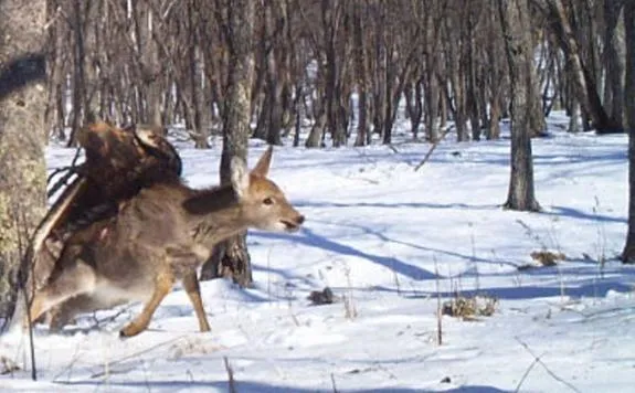 A Wild Golden Eagle Can Take Down a Deer Just As Well As a Trained One