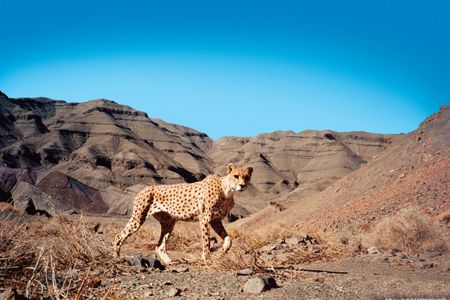 This Asiatic cheetah, caught on camera in the Naybandan Wildlife Refuge in Iran, is likely one of just dozens in the region.